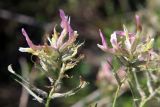 Astragalus variegatus