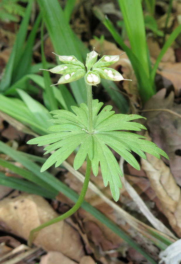 Image of Eranthis stellata specimen.