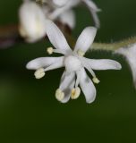 Smilacina hirta. Цветок. Приморский край, окр. г. Находка, в дубово-липовом лесу на склоне. 30.05.2016.