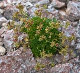 Saxifraga moschata