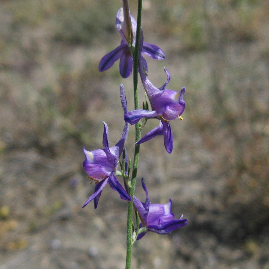 Image of Delphinium persicum specimen.