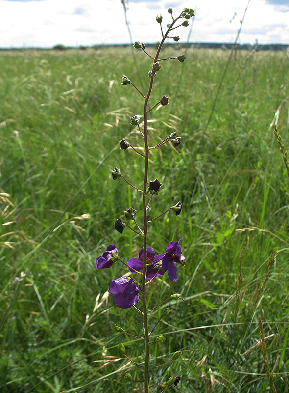 Image of Verbascum phoeniceum specimen.