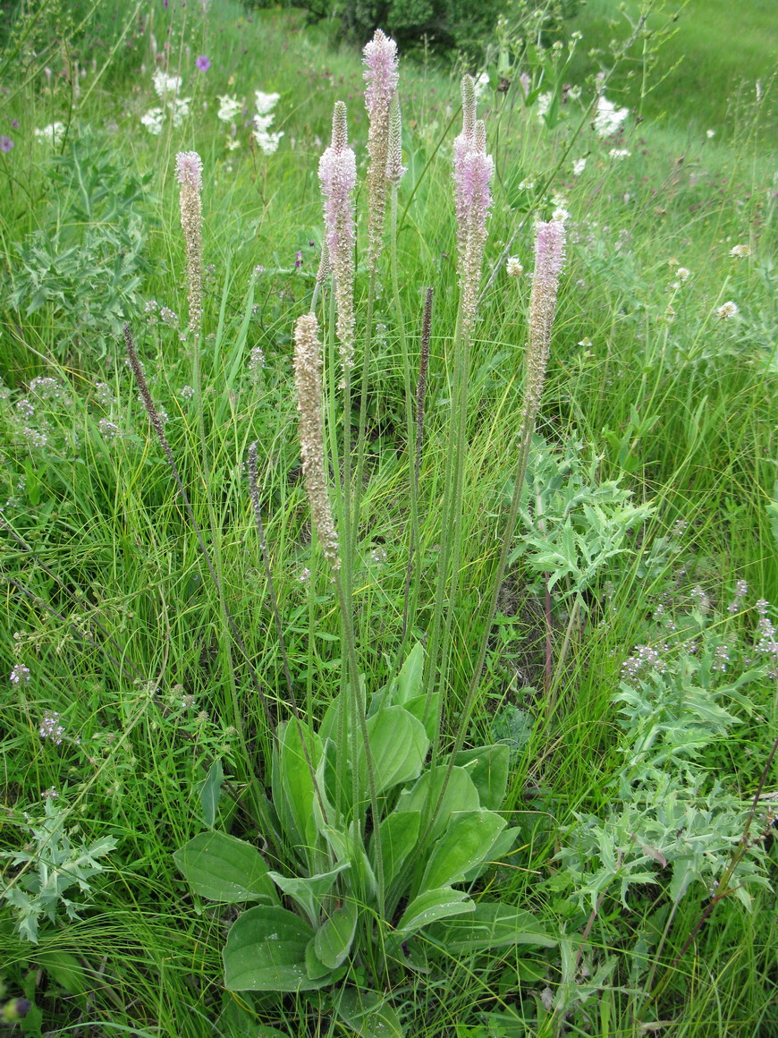 Изображение особи Plantago urvillei.