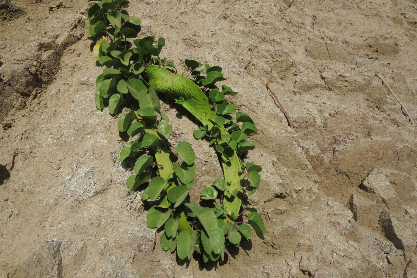 Image of Ipomoea pes-caprae specimen.