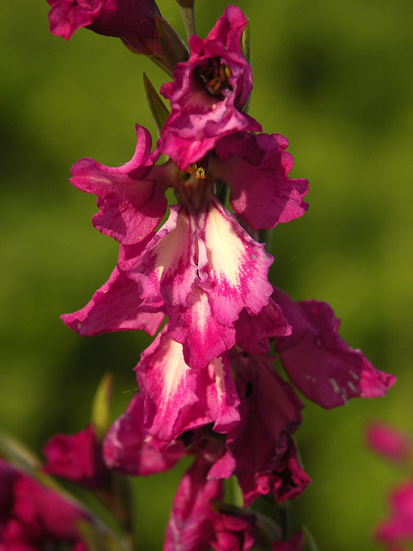 Image of Gladiolus tenuis specimen.