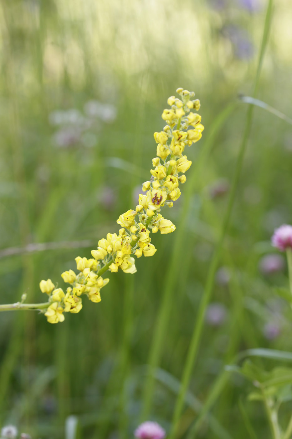 Изображение особи Verbascum nigrum.