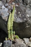 Смотреть изображение Orostachys spinosa