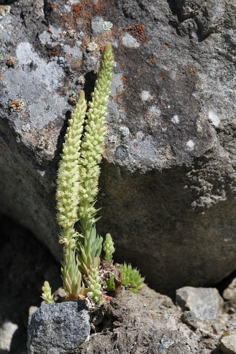 Image of Orostachys spinosa specimen.