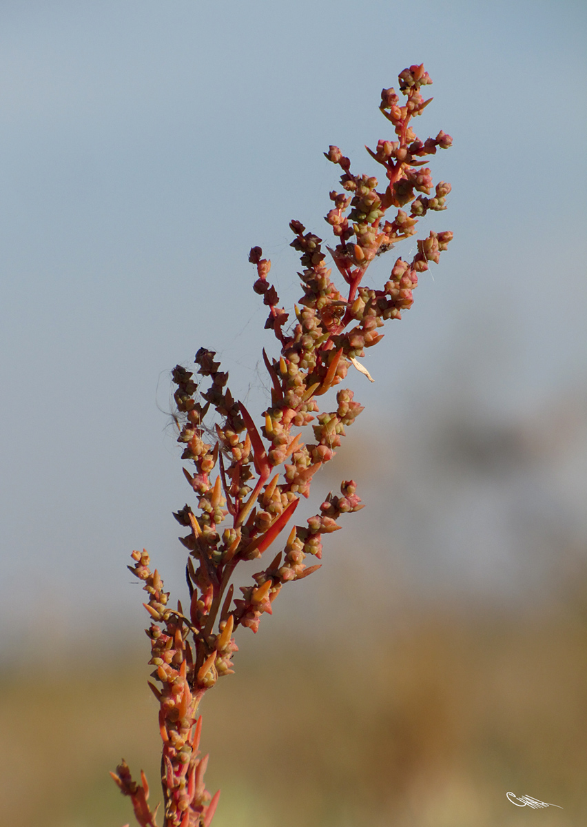 Image of Suaeda corniculata specimen.