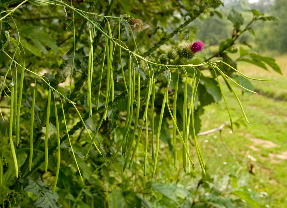 Изображение особи Arabis pendula.