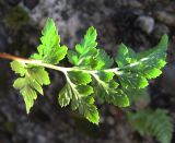 Asplenium adiantum-nigrum. Вайя (вид снизу). Абхазия, Гудаутский р-н, г. Новый Афон, набережная, на стене. 19 августа 2009 г.