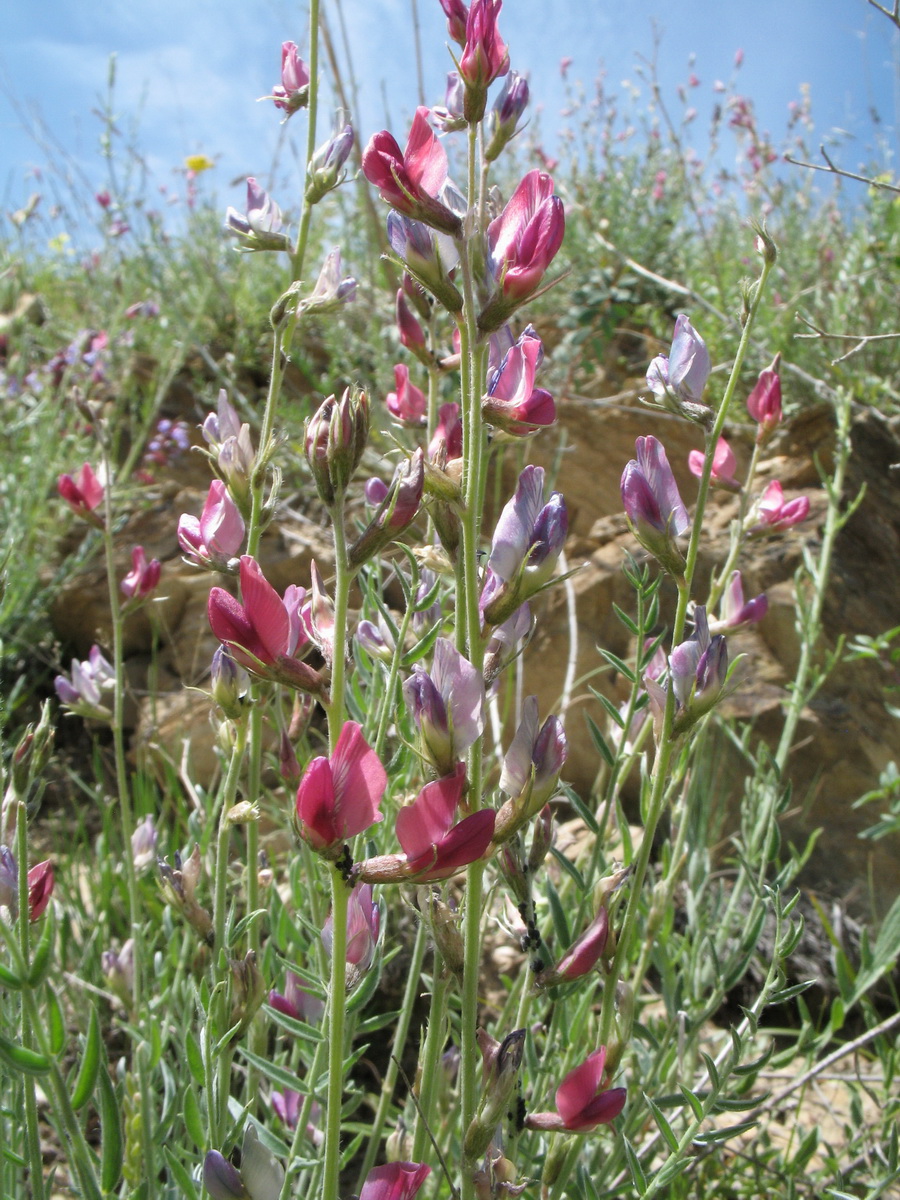 Изображение особи Oxytropis semenowii.