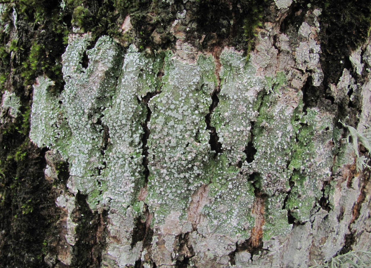 Image of genus Pertusaria specimen.