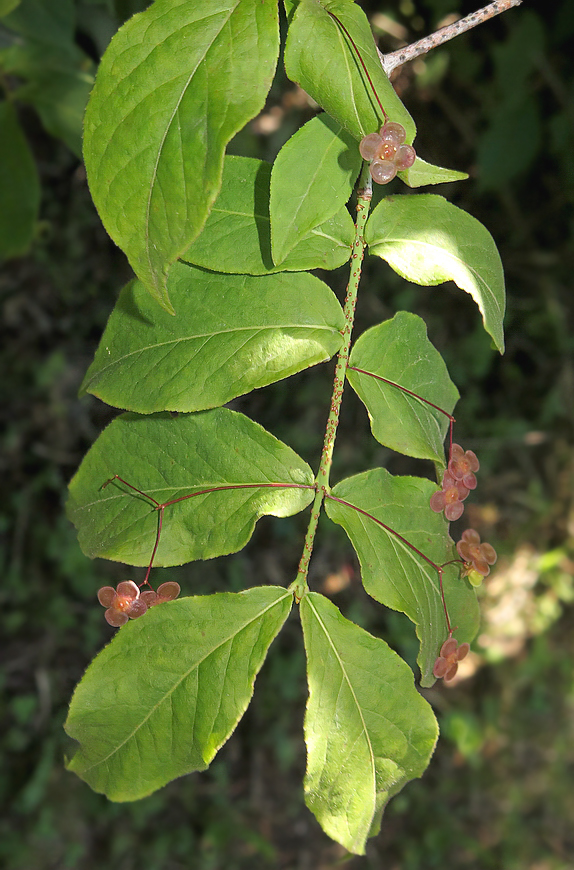 Изображение особи Euonymus pauciflorus.