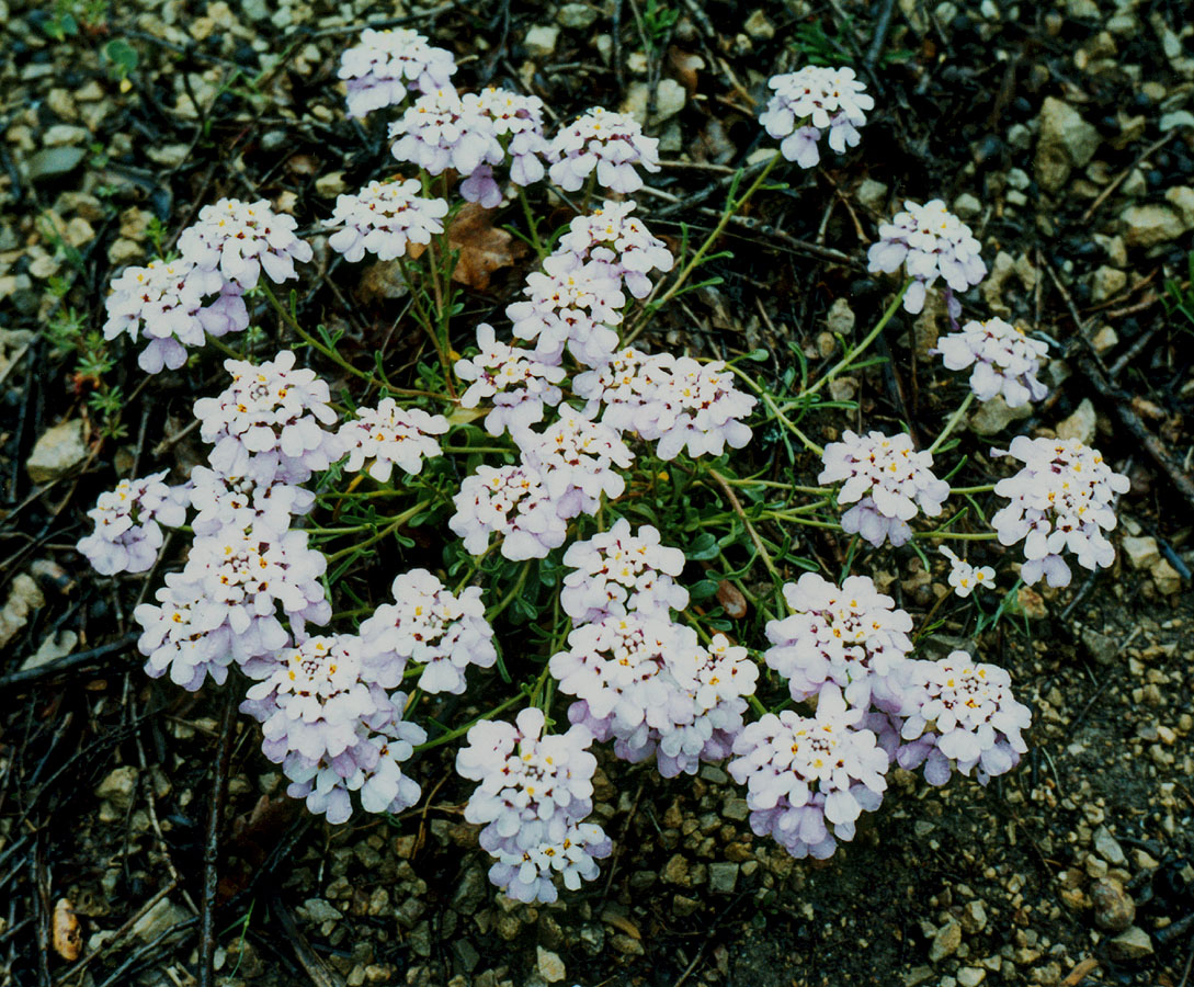 Image of Iberis simplex specimen.