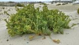 Euphorbia paralias. Плодоносящее растение. Испания, Андалусия, г. Тарифа, Атлантическое побережье, песчаная дюна. Август.