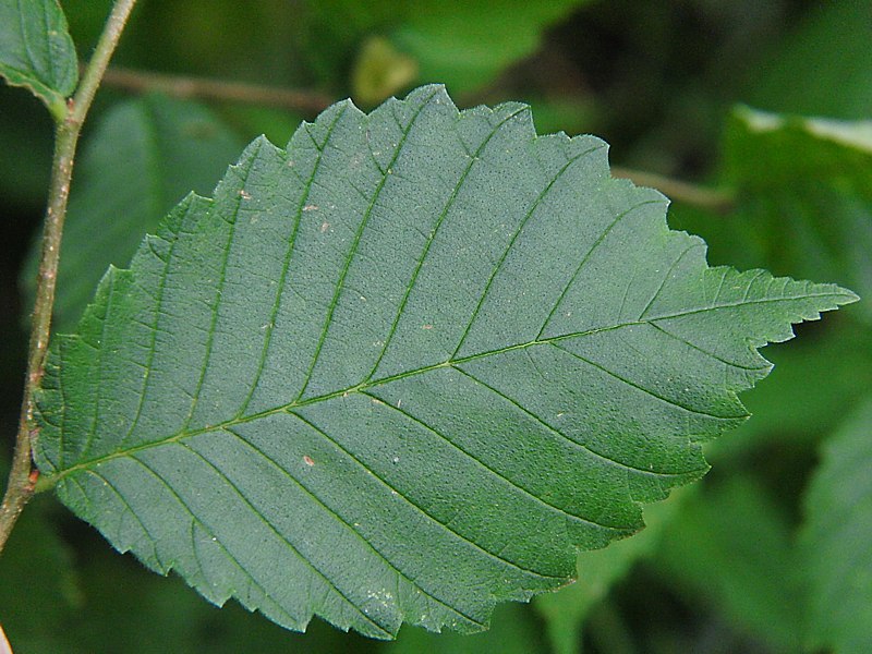 Image of Ulmus laevis specimen.