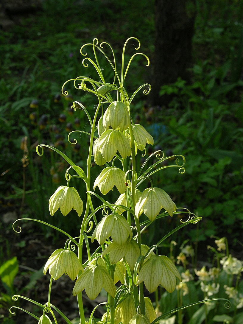 Image of Fritillaria thunbergii specimen.