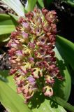 Orchis &times; wulffiana nothosubsp. suckowii