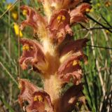 Orobanche rapum-genistae