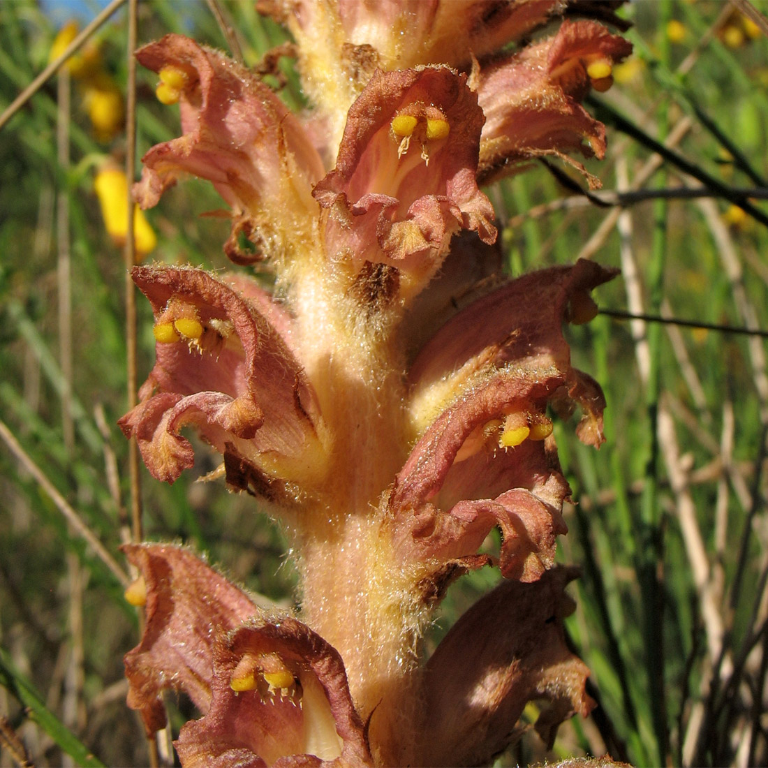 Image of Orobanche rapum-genistae specimen.