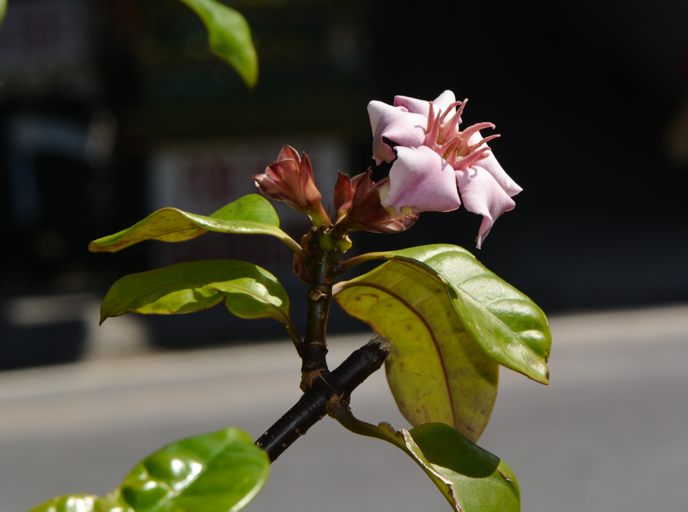 Изображение особи Strophanthus gratus.