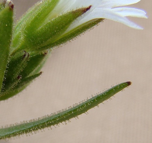 Image of Dichodon viscidum specimen.