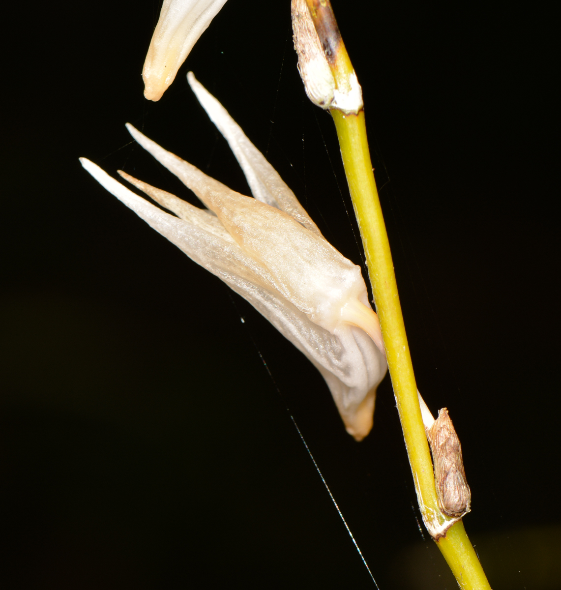 Image of Dendrobium crumenatum specimen.