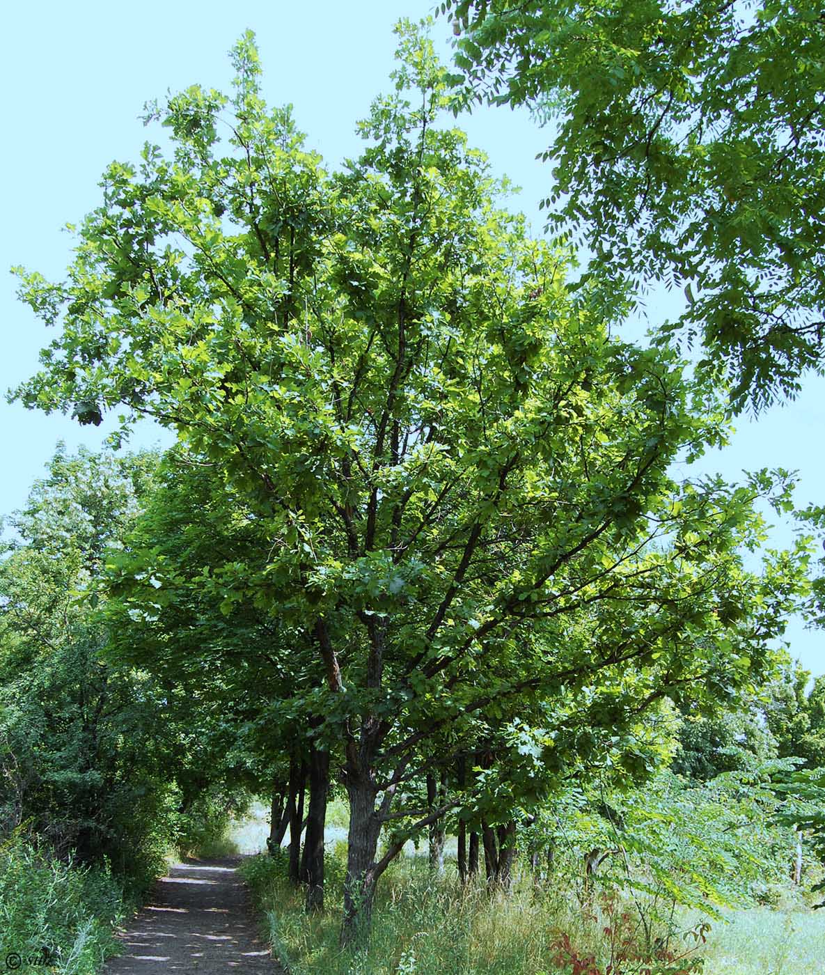 Image of genus Quercus specimen.