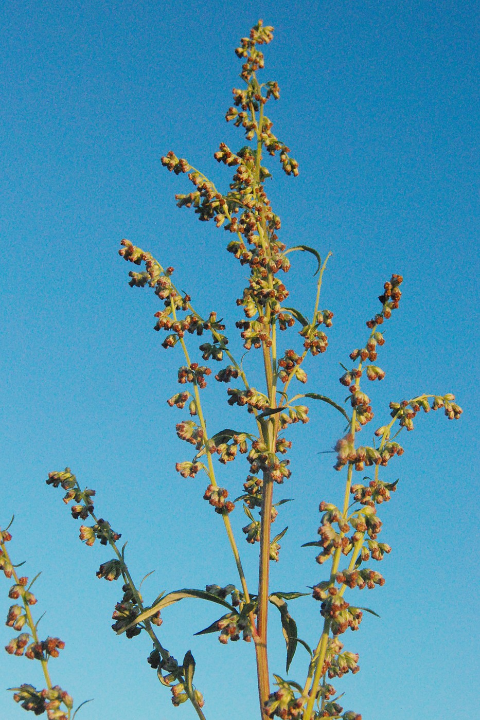 Image of Artemisia vulgaris specimen.