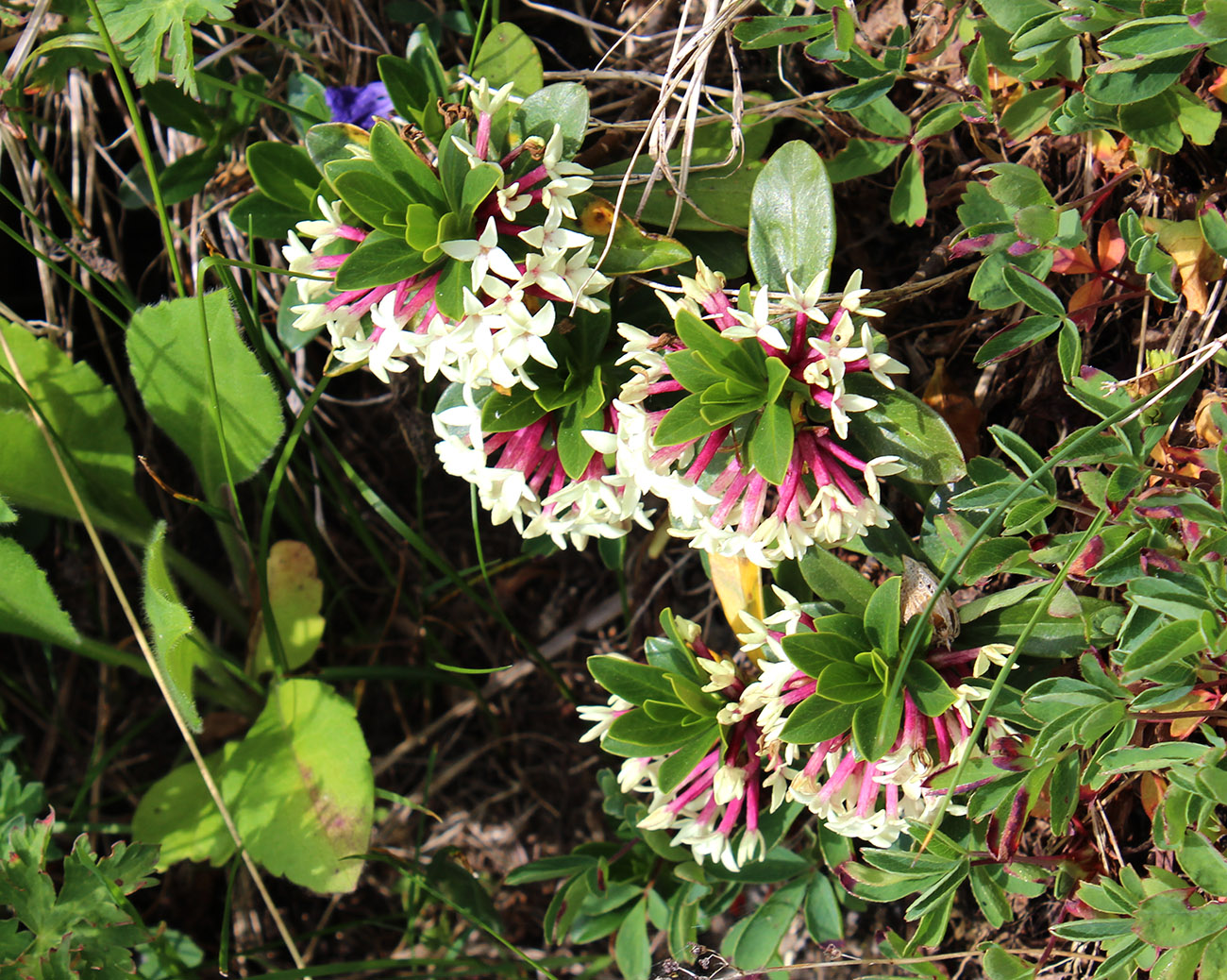 Image of Daphne glomerata specimen.