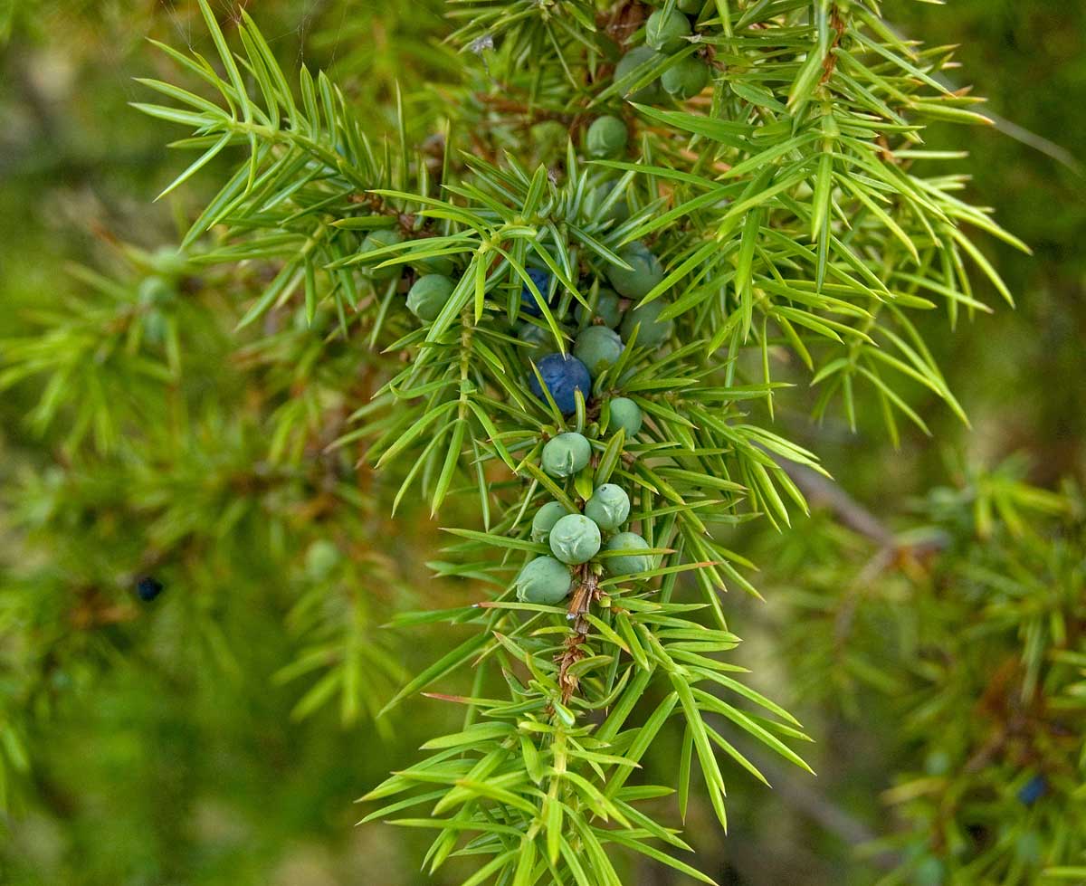 Можжевельник обыкновенный Juniperus