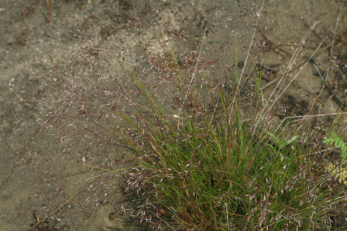 Image of Agrostis trinii specimen.