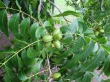 Carya illinoinensis