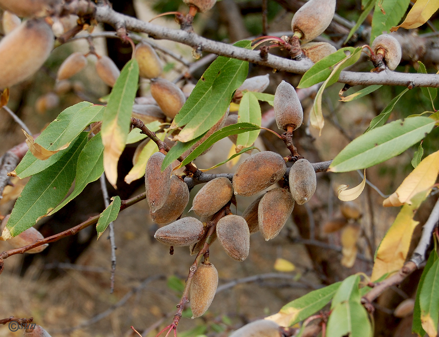 Изображение особи Amygdalus communis.