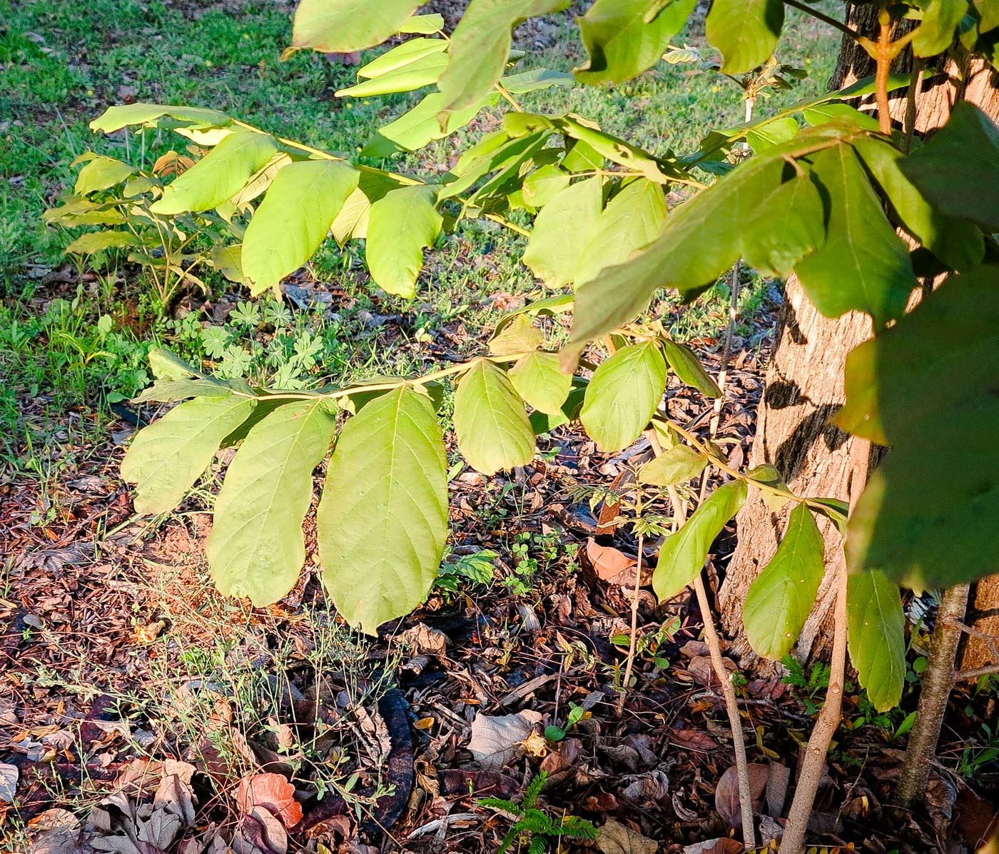 Image of Markhamia lutea specimen.