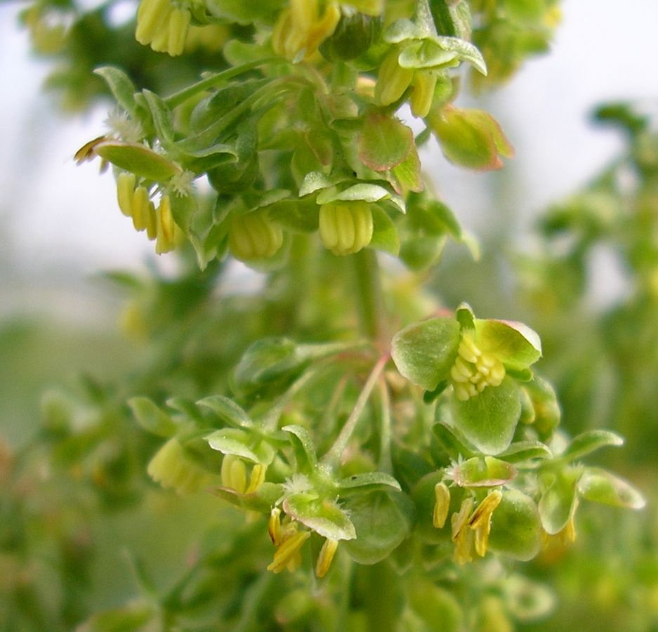 Image of genus Rumex specimen.