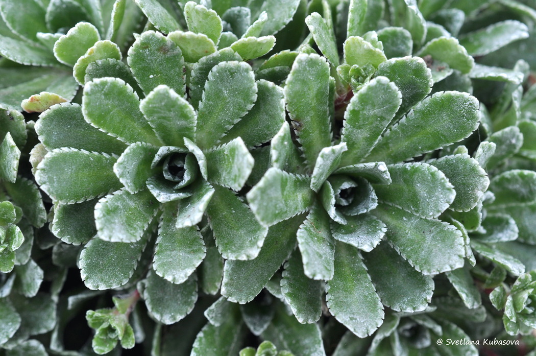 Image of Saxifraga paniculata specimen.