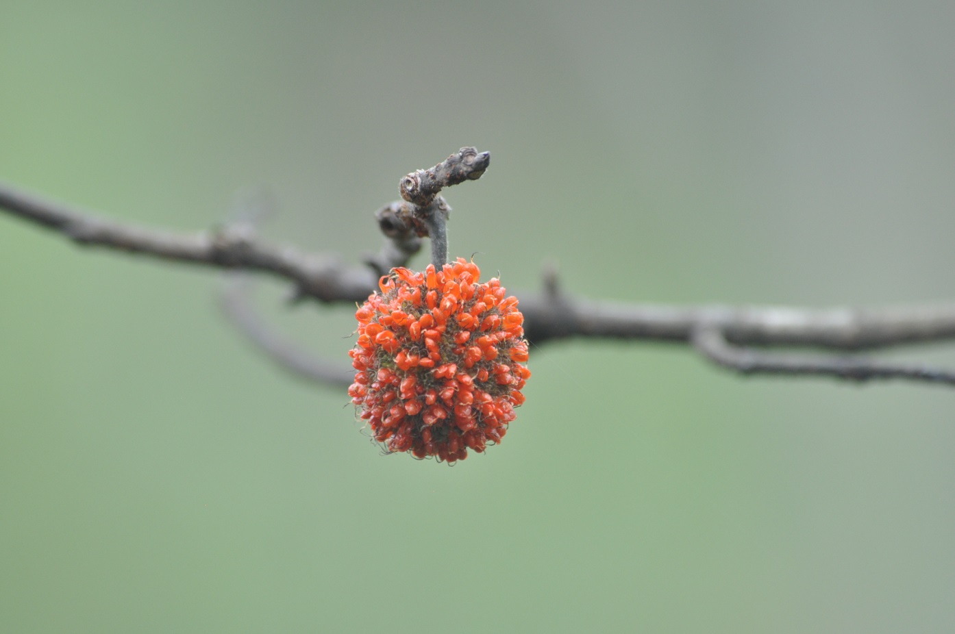 Image of Broussonetia papyrifera specimen.