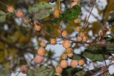 Смотреть изображение Diospyros lotus