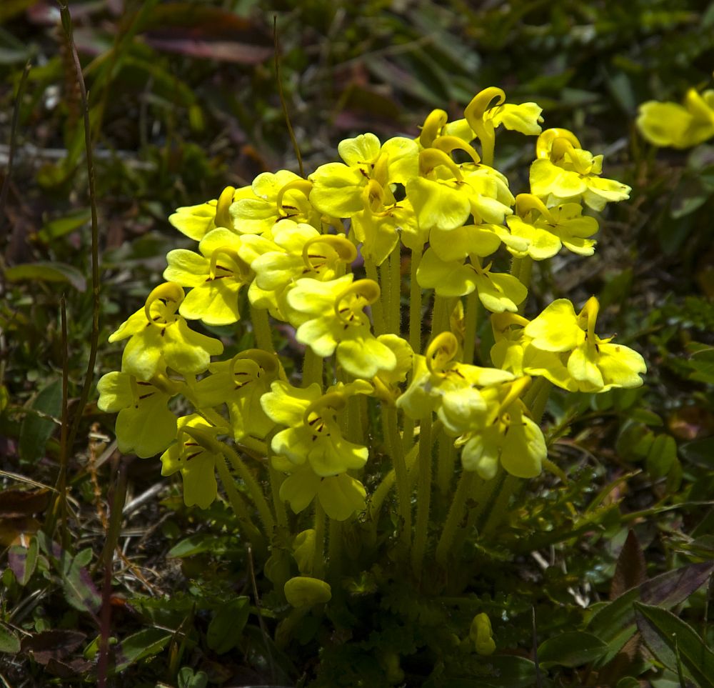 Image of Pedicularis longiflora specimen.