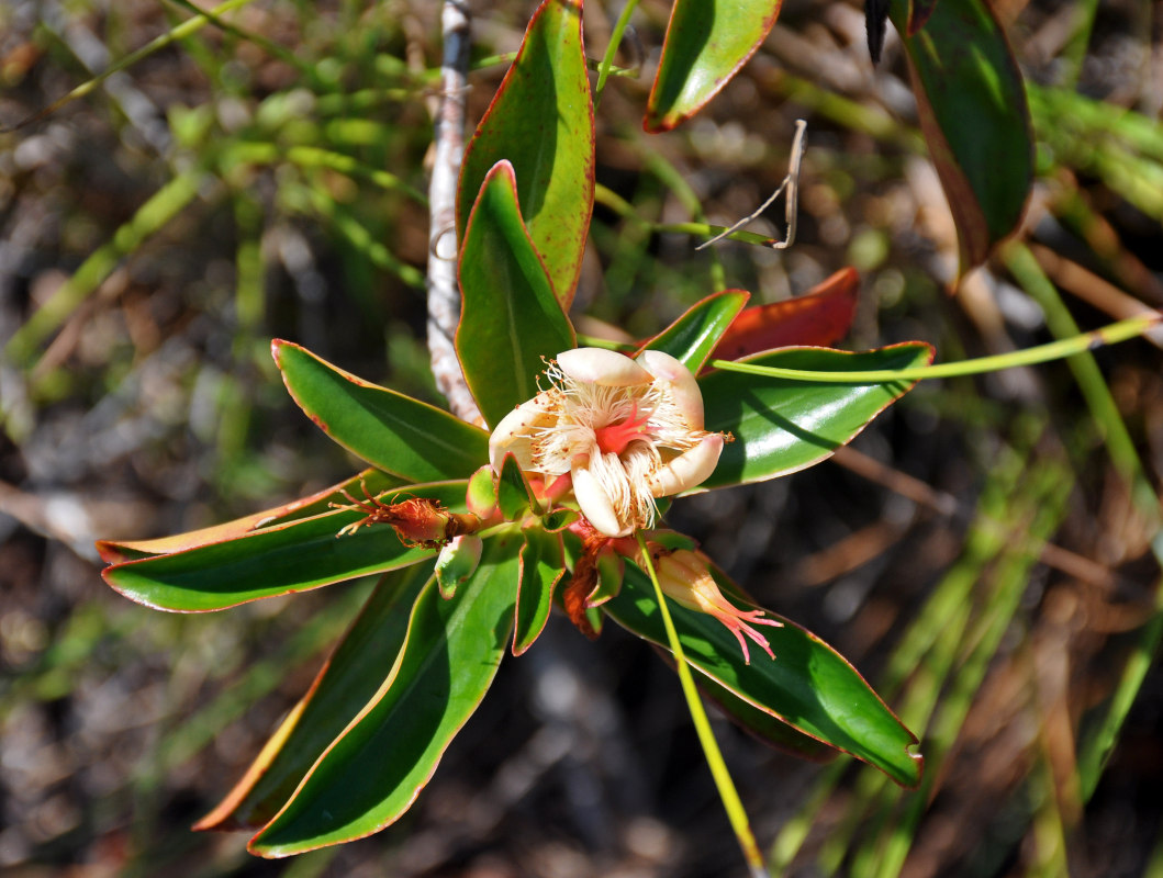 Image of Ploiarium alternifolium specimen.