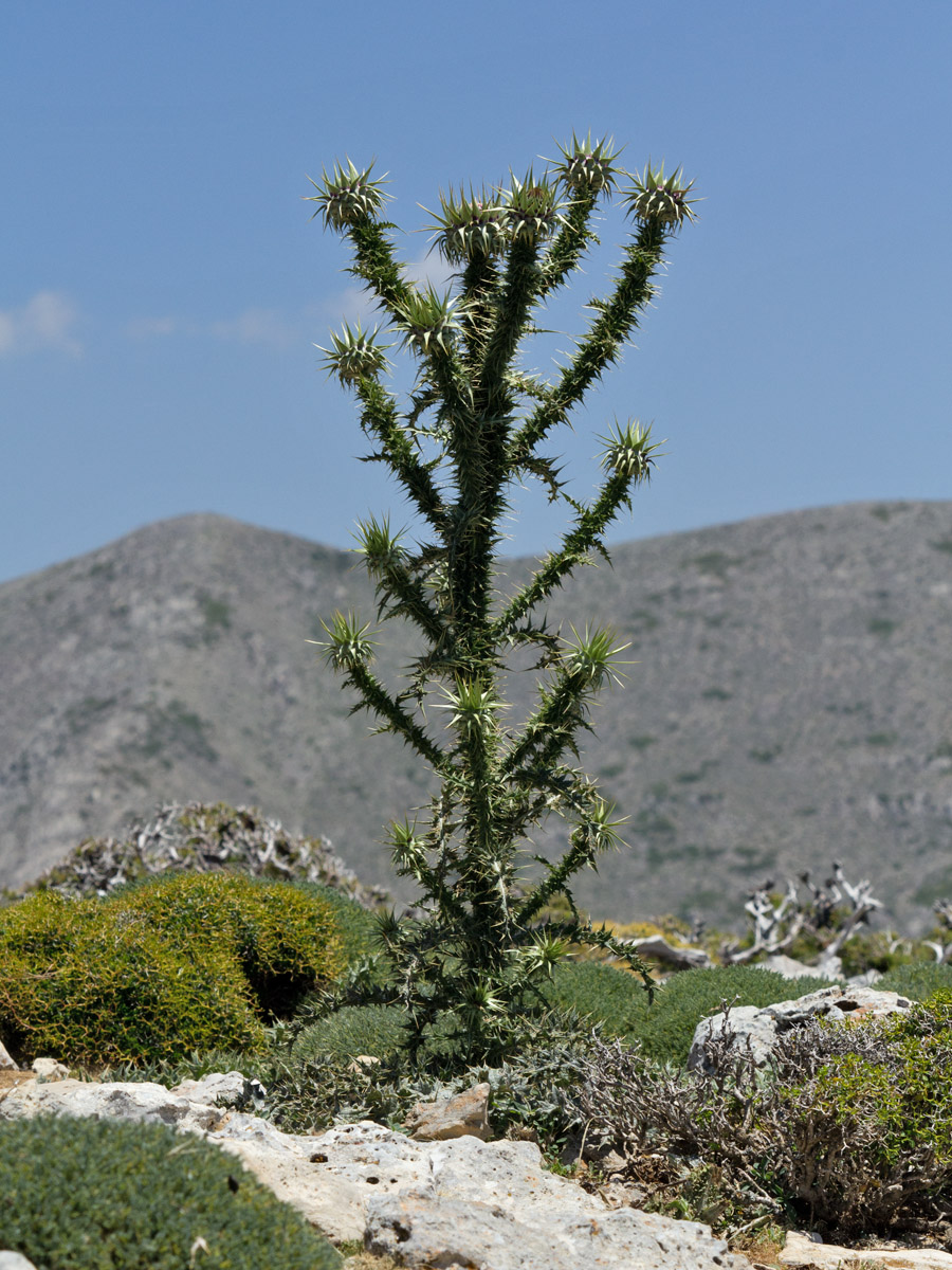 Image of Onopordum bracteatum ssp. creticum specimen.