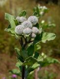 Arctium tomentosum. Верхушка побега с формирующимися соцветиями.Украина, Запорожский р-н, Дурная балка, разнотравная степь. 07.07.2018.