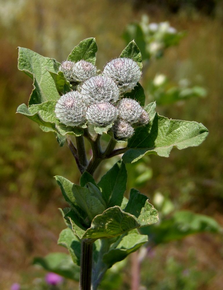 Изображение особи Arctium tomentosum.