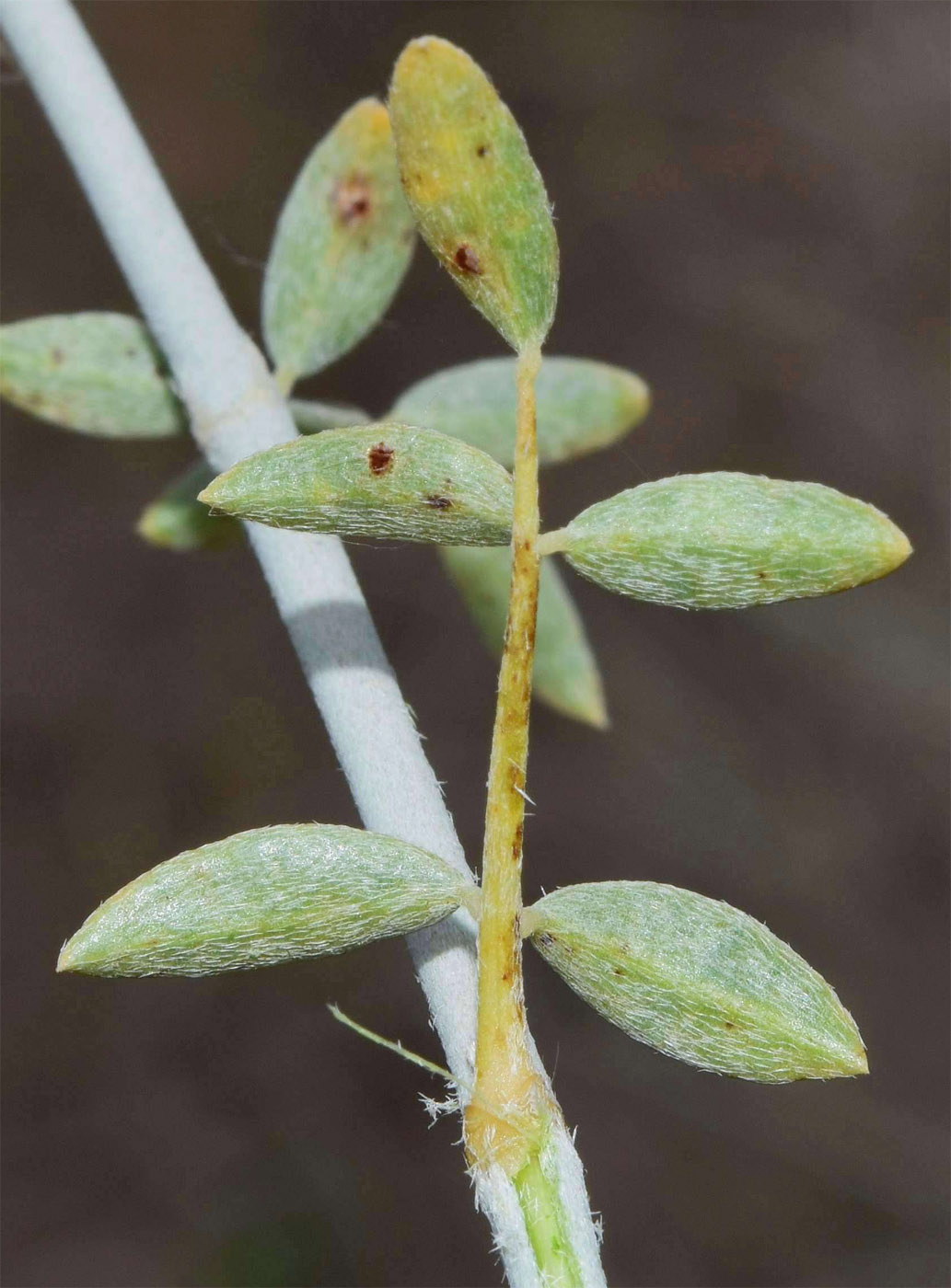 Image of Astragalus chodshenticus specimen.