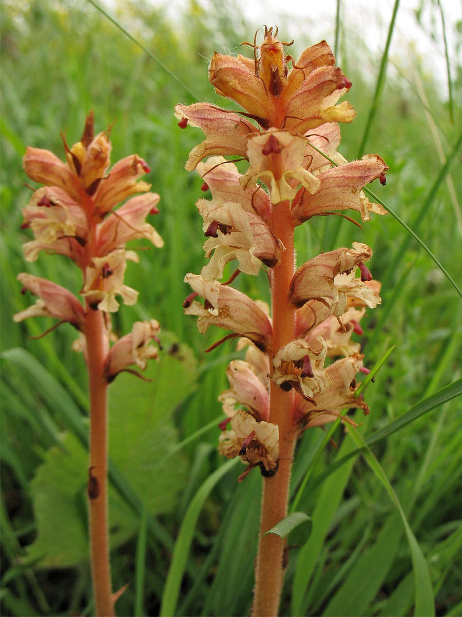 Image of Orobanche alba specimen.