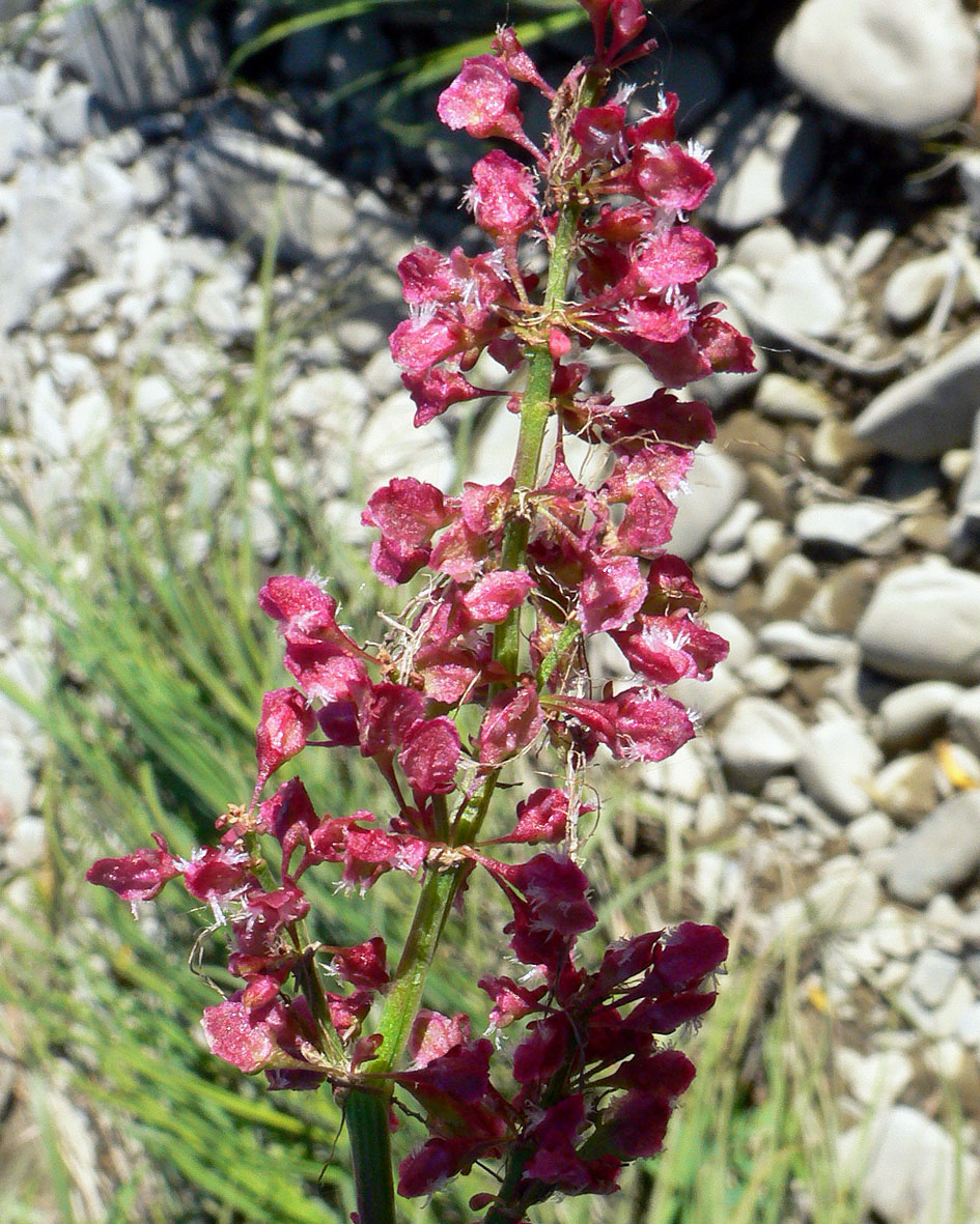 Image of Rumex arcticus specimen.