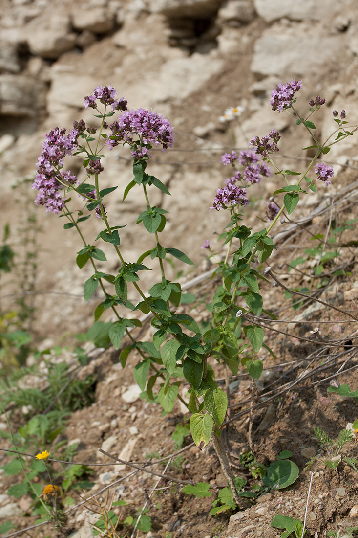 Изображение особи Origanum vulgare.