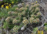 Euphorbia caput-medusae